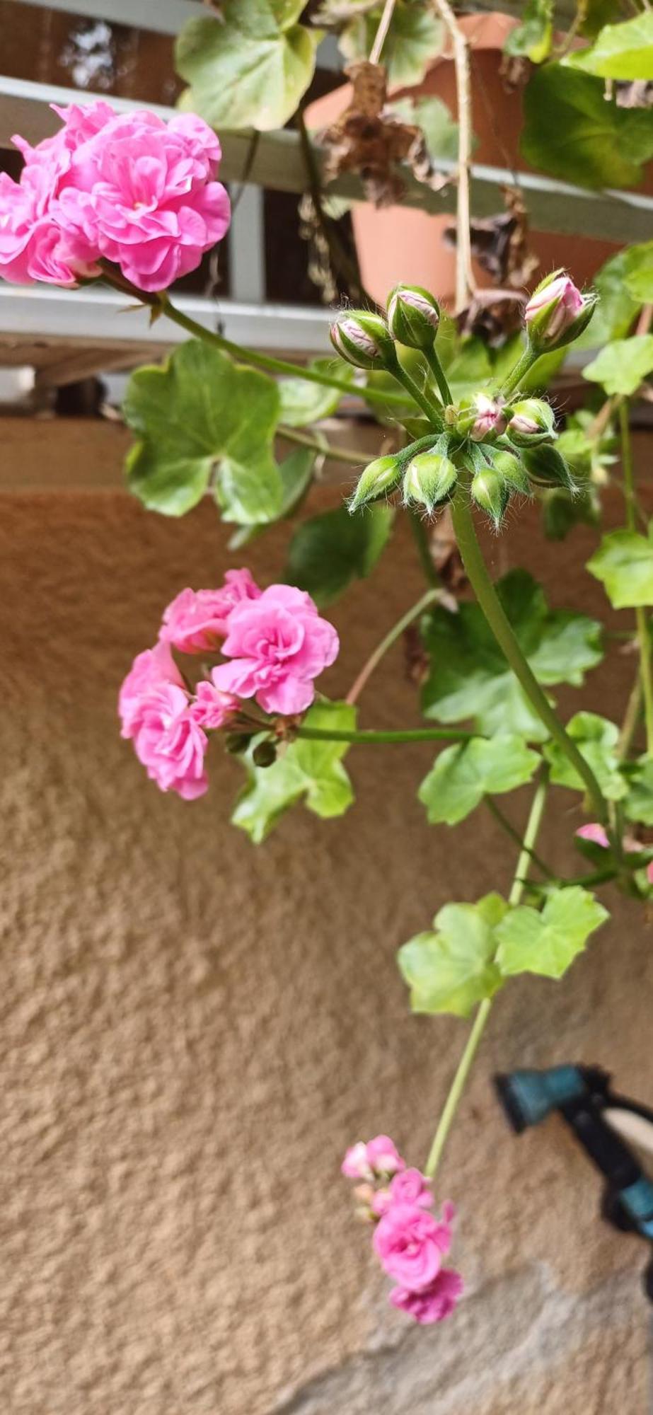 Galilean Villa With Jacuzzi Qiryat Amal エクステリア 写真